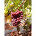 China xinjiang grape sugar grape long shape red grape